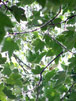 Leaf Canopy